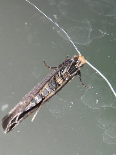 Nematopogon adansoniella